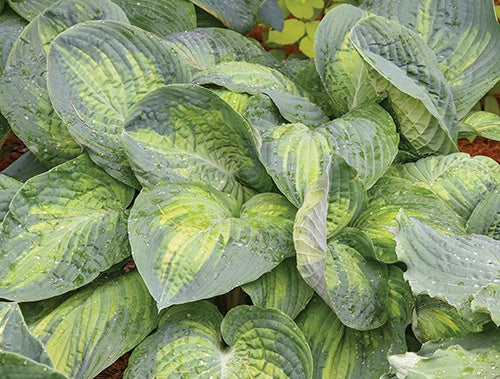 Hosta Sound of Music - 7111A