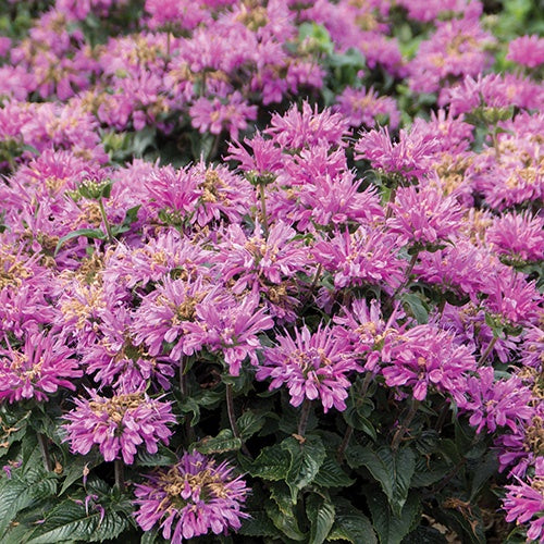 Monarda Bee Free - 7114A
