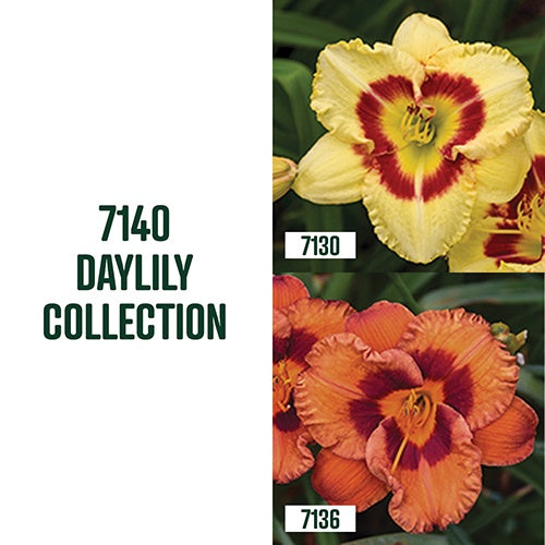 Daylily Collection / 2 bulbs - 7140A