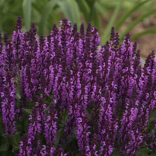 Salvia Bumbleberry - 7141A