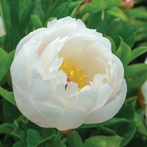 Peony - Itoh Love Affair - 7149A