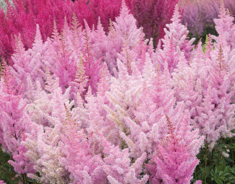 Astilbe Ice Cream - 7189A