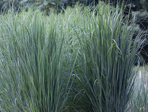 Big Bluestem Blackhawks - 7192A