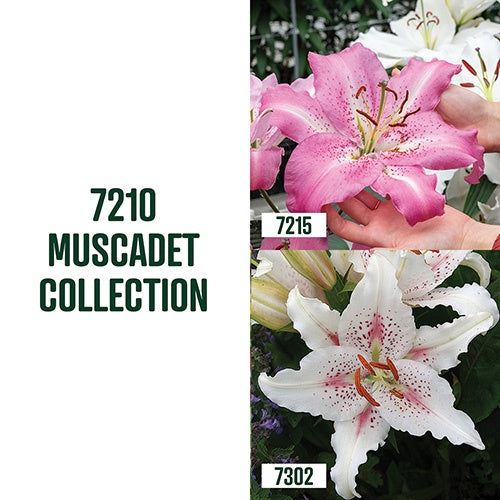 Muscadet Lily Collection / 4 bulbs - 7210A