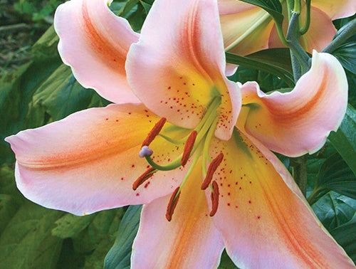 Lily Salmon Party - 7214A