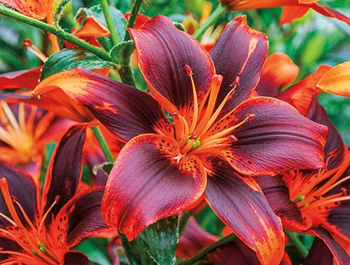 Lily Forever Susan - 7241A