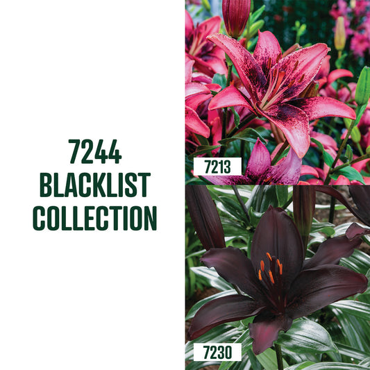 Blacklist Lily Collection / 4 Bulbs - 7244A