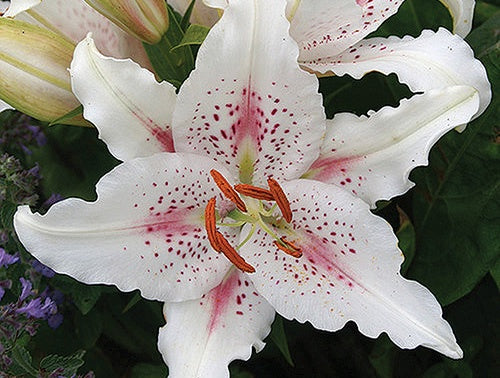 Lily Muscadet - 7302A