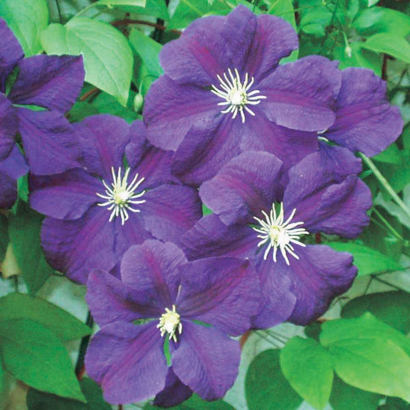 Clematis Jackmanii - 7421A