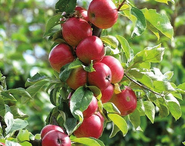 Apple Northern Arrow Treasure Red - 7980A