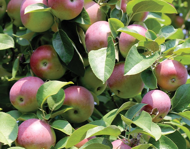 Apple Solar Mac - 7985A