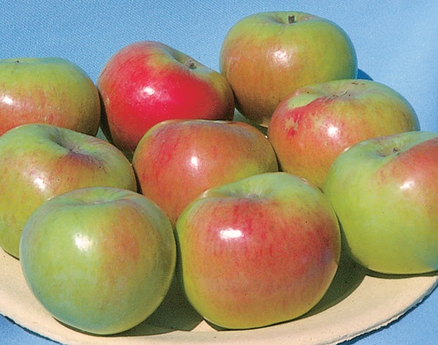 Dwarf Apple Goodland - 7997A