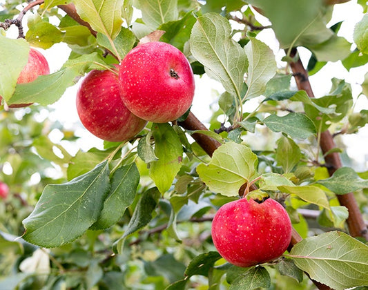 Dwarf Apple Kandy Crisp - 7998A