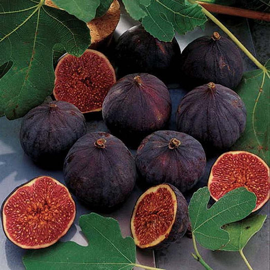 Negrone Fig Tree - 8002A