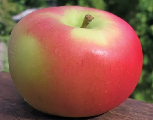 Apple Tree Alberta Buff - 8004A