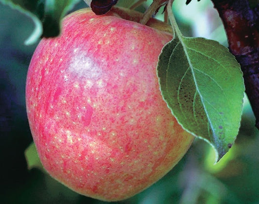 Apple Tree Norkent - 8012A