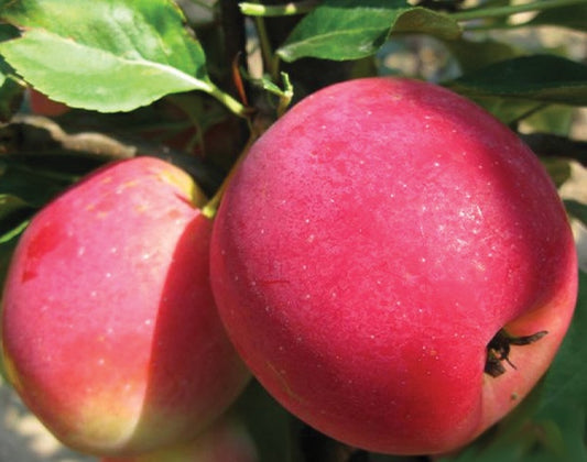 Kerr Crab Apple Tree - 8014A