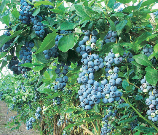 Blueberry Chippewa (Low Bush) - 8032A