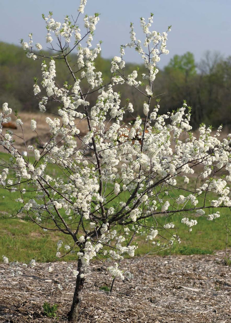 American Wild Plum - 8025A
