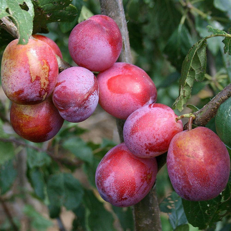 Patterson Plum - 8026A