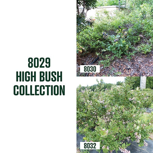 High Bush Blueberry Collection / 2 Plants - 8029A