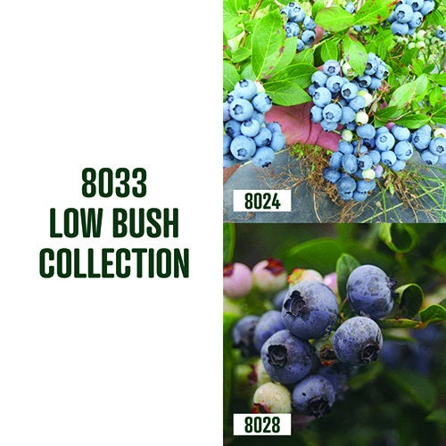 Low Bush Blueberry Collection / 2 plants - 8033A