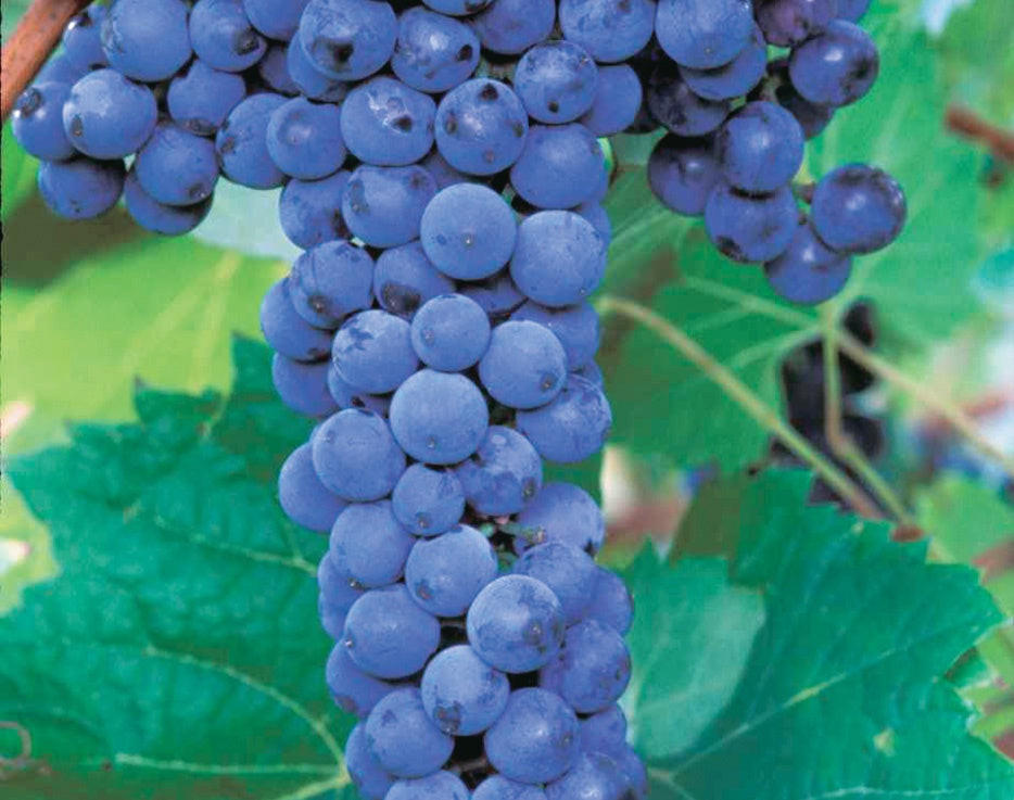 Frontenac Grape - 8039A