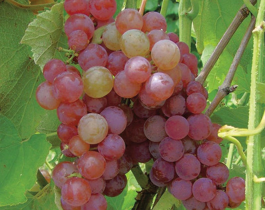 Grape Sommerset - 8042A