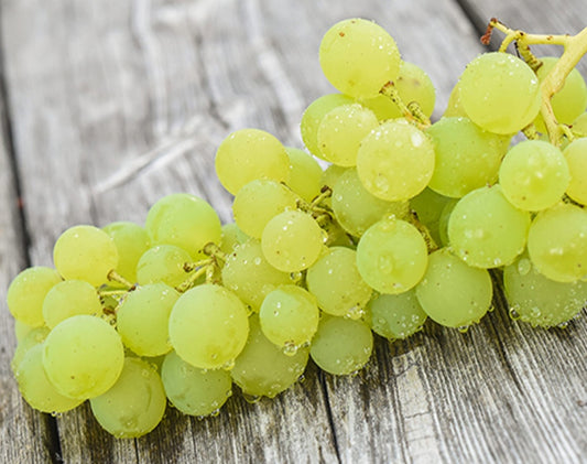 Grape Kay Gray - 8043A