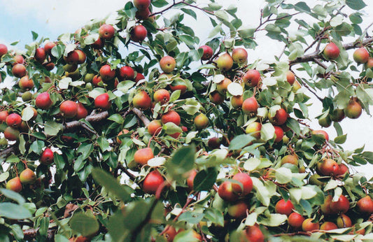 Beedle Pear Tree - 8044A