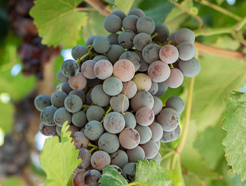 Grape Frontenac Gris - 8046A
