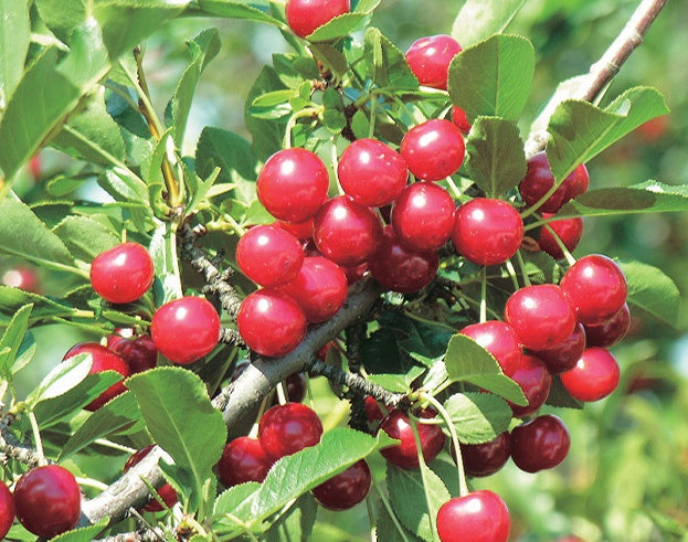 Romeo Cherry - 8058A