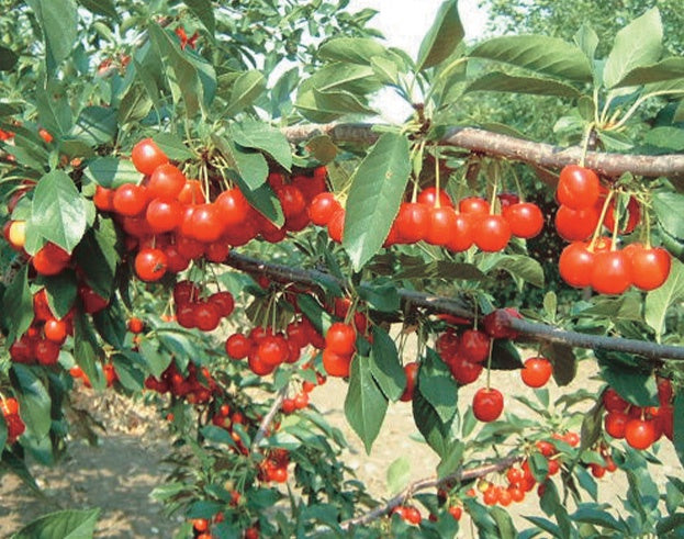 Evans Cherry - 8061A