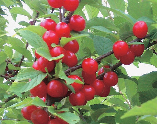 Nanking Cherry Windbreak - 8063A