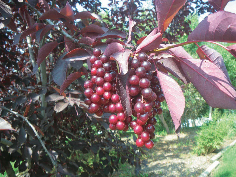 Chokecherry Robert - 8066A