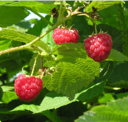 Raspberry Killarney - 8068A