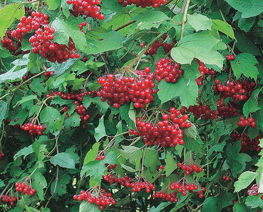 Highbush Cranberry - 8069A
