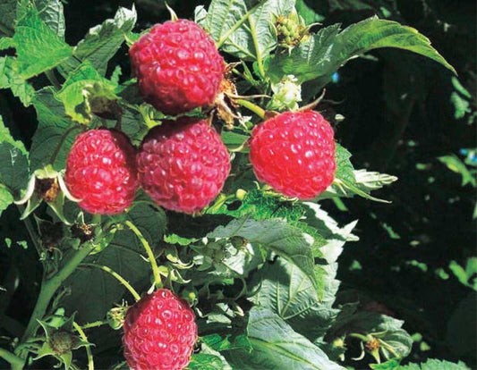 Raspberry Pathfinder - 8071A