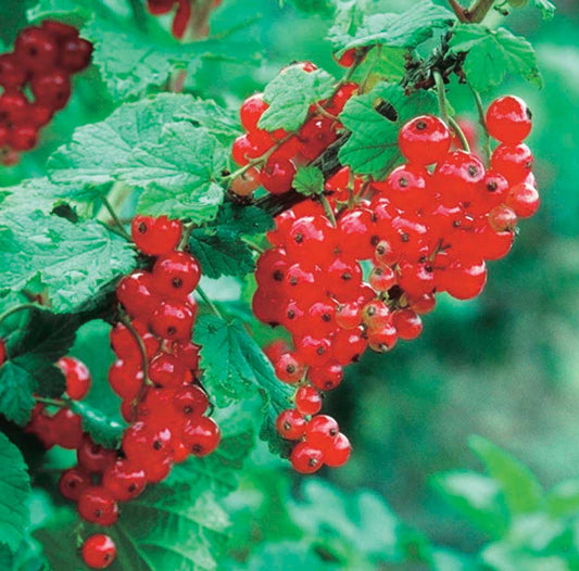 Currants Red Lake (red) - 8084A