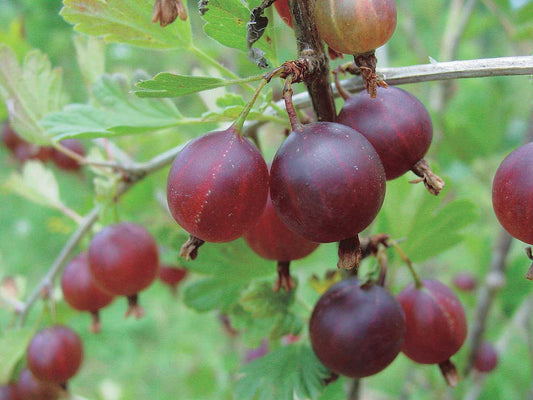 Jahn's Prairie Gooseberry - 8086A