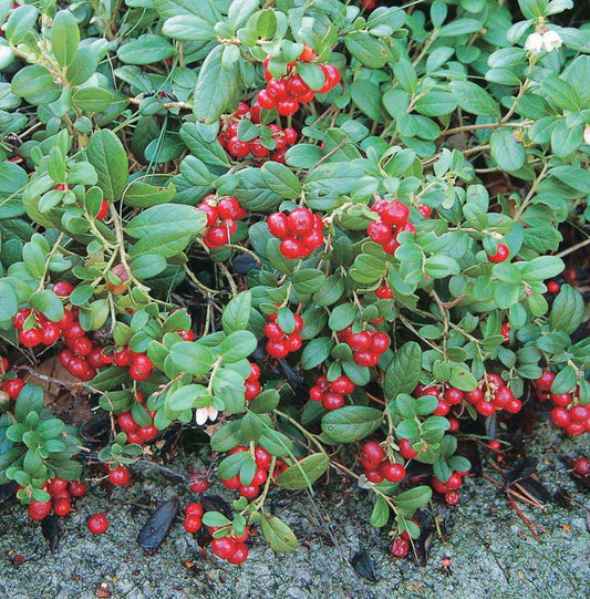 Lingonberry Red Sunset - 8087A