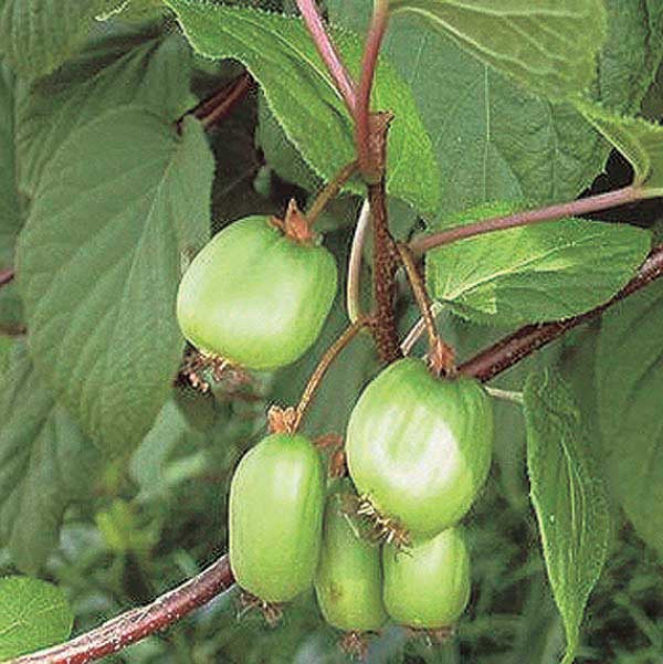 Chung Bai Female Kiwi - 8093A