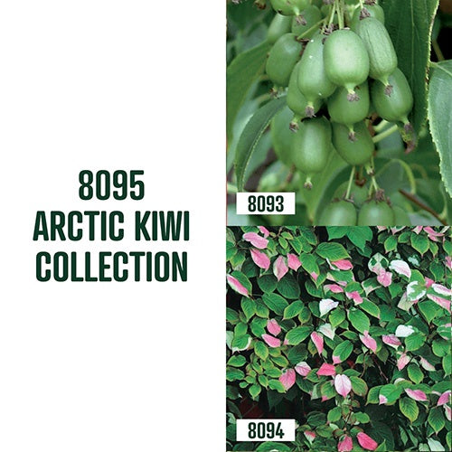 Arctic Kiwi Collection / 3 plants - 8095A