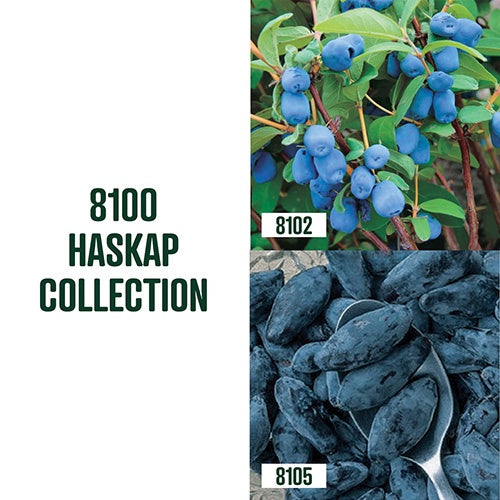 Boreal Haskap Collection / 2 plants - 8100A