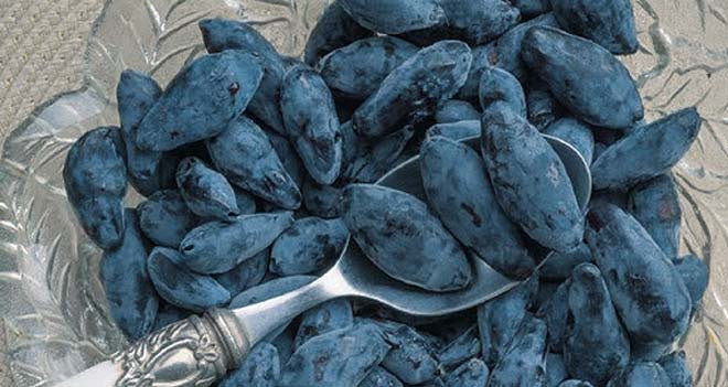 Boreal Beast Haskap - 8105A