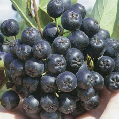 Aronia Viking - 8155A