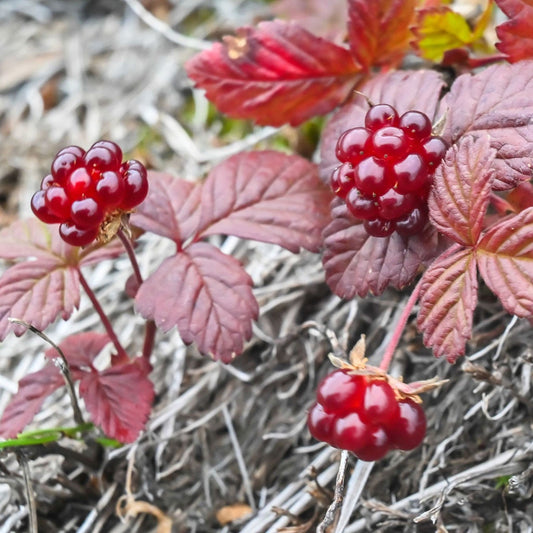 Raspberry Arctic - 8161A