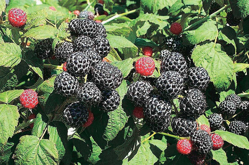 Raspberry Wyoming Black - 8180A