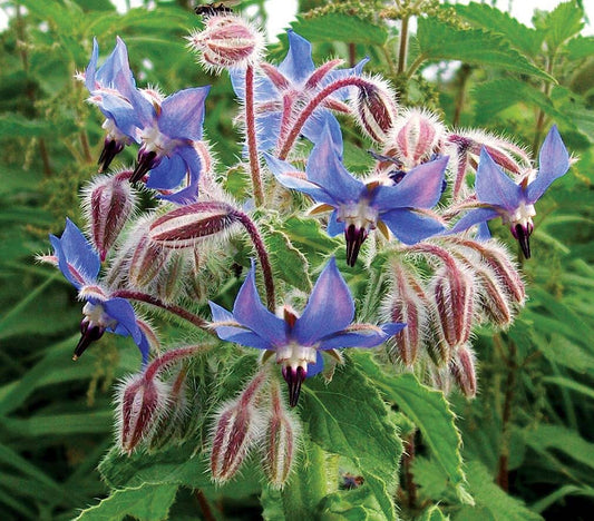 Borage - 831A