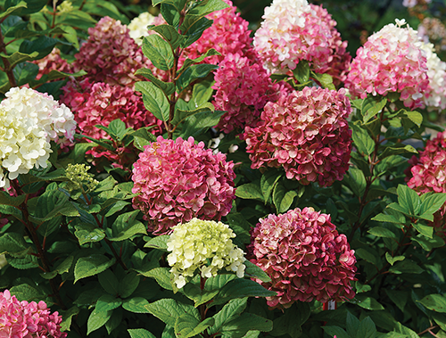 Hydrangea Little Lime Punch - 8336A